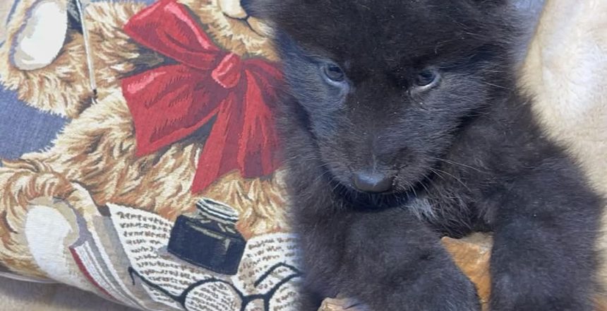 FB_IMG_1742937942667